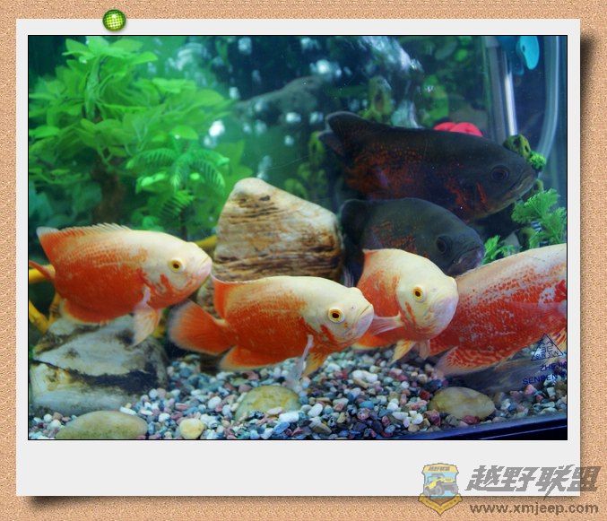 nEO_IMG_DSC06893.jpg