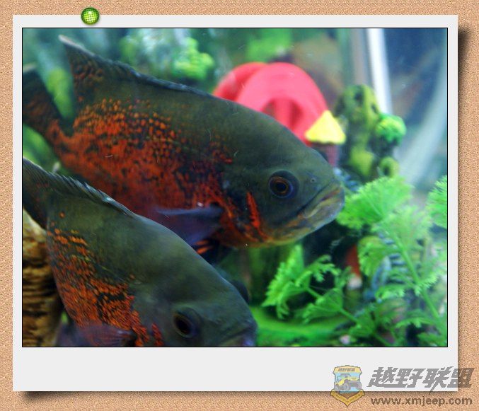 nEO_IMG_DSC06895.jpg