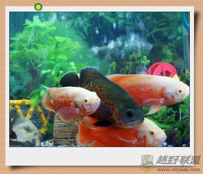nEO_IMG_DSC06900.jpg