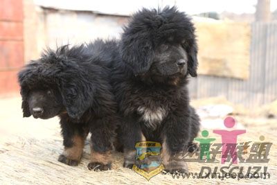20080218_49dcb2cf6b2ad07e60beBCmmEqJX6ZjU.jpg