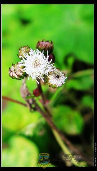 Ƭ 052.jpg