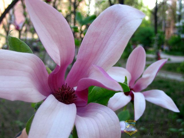 huahua 009-2.jpg