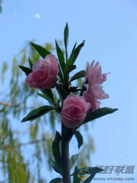 huahua 027-2.jpg