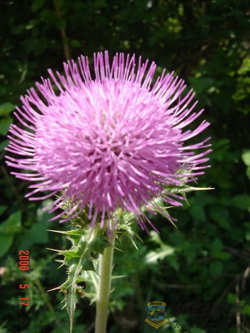 DSC08627.jpg1.jpg
