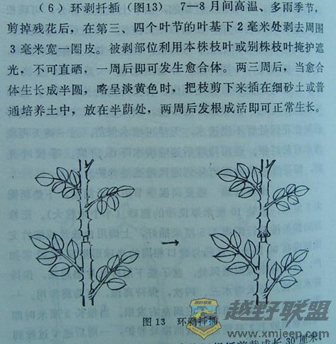 ¼Ǥĺ÷1.jpg