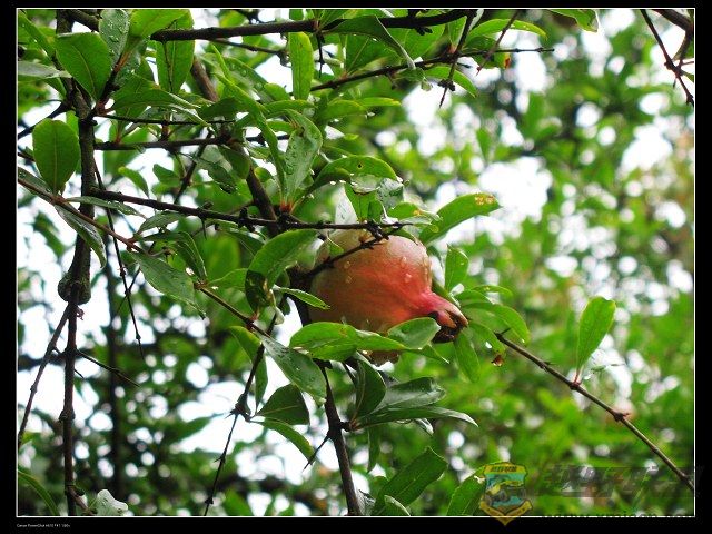 IMG_0310.jpg