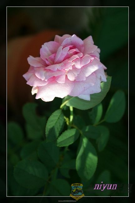 IMG_5466_nEO_IMG.jpg