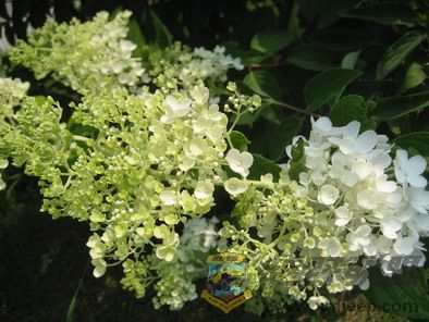 Ƭ 089_resize.jpg