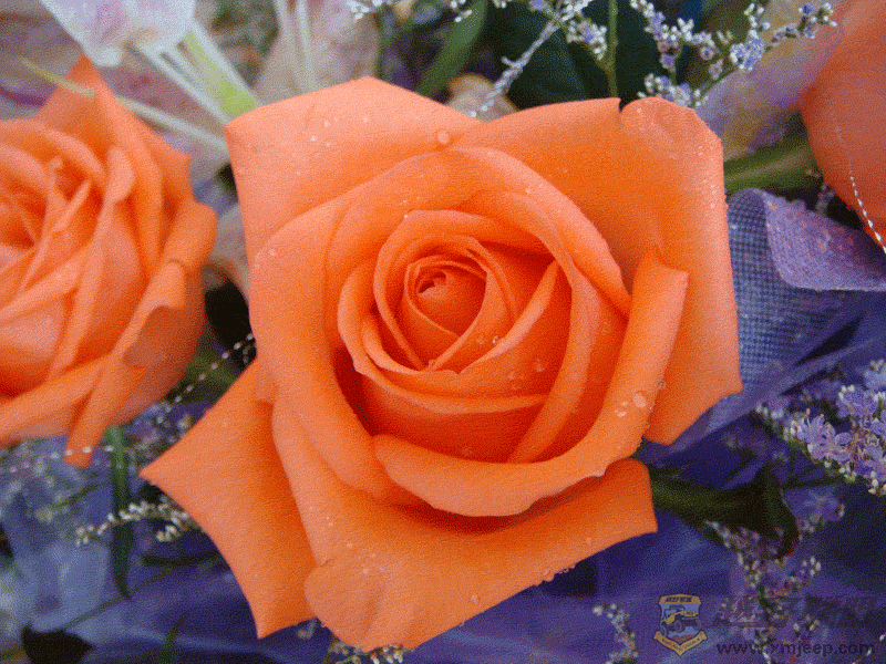 DSC00023.gif