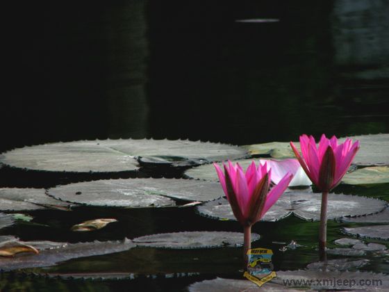 ɻ 080.jpg