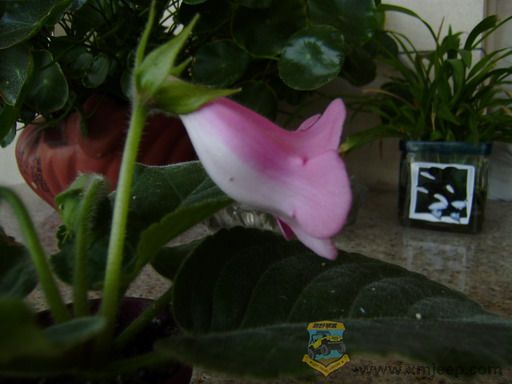 PA290088_resize.JPG