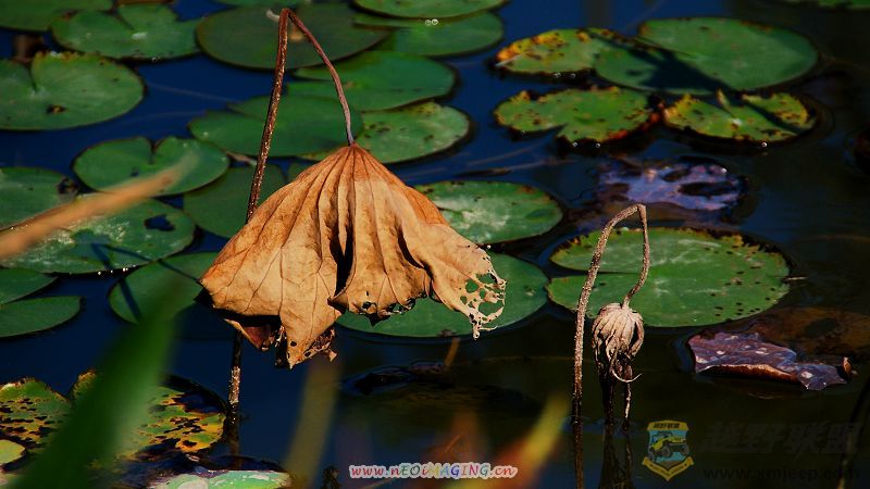 DSC_0296111.jpg