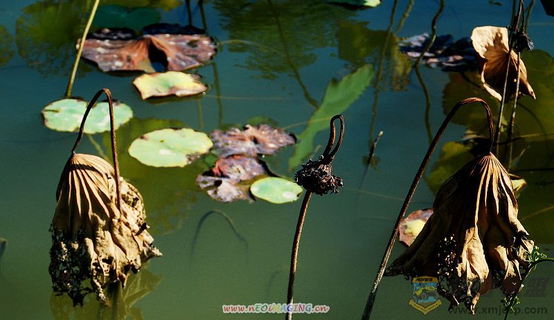 DSC_0294111.jpg