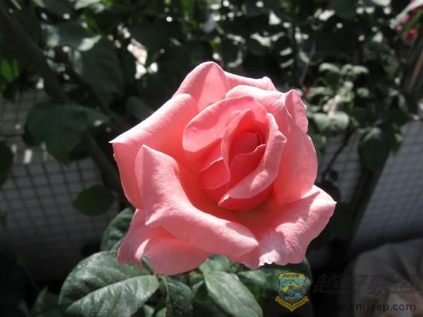 IMG_5952.jpg
