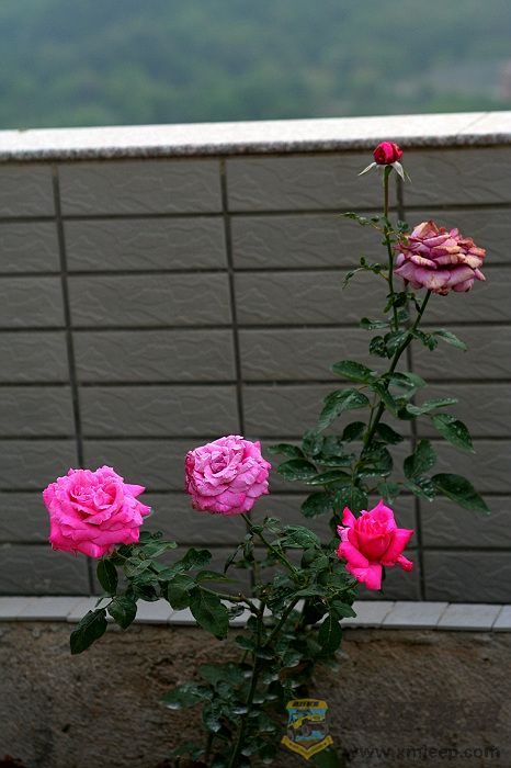 IMG_0996.jpg