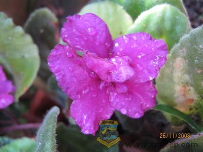 IMG_0021_С.JPG
