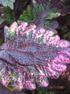 IMG_0054_С.JPG