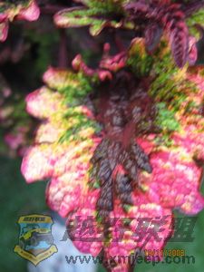IMG_0055_С.JPG