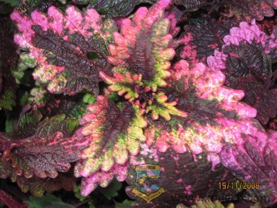 IMG_0058_С.JPG