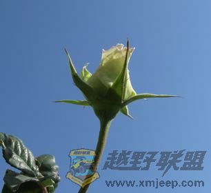 IMG_6264.jpg