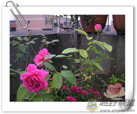 P6200026_nEO_IMG.jpg