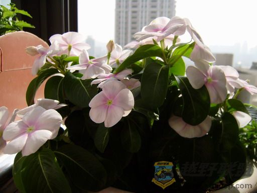 PC150257_resize.JPG