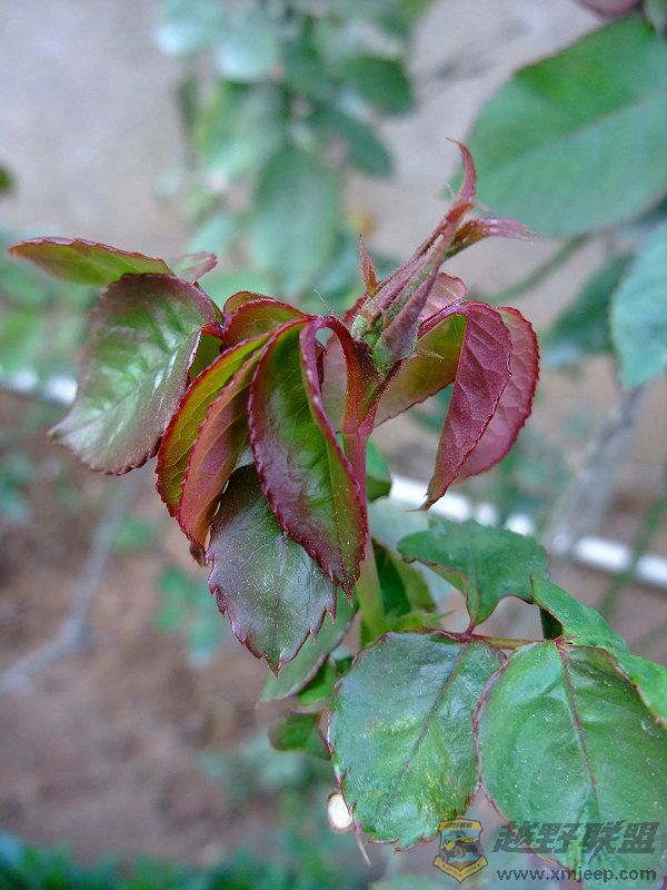 DSCF0892.jpg