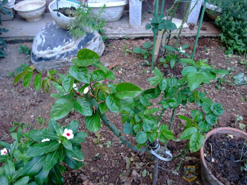 DSCF0908.jpg