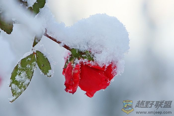 Snow_Rose_pt_5_by_nicexkisses.jpg