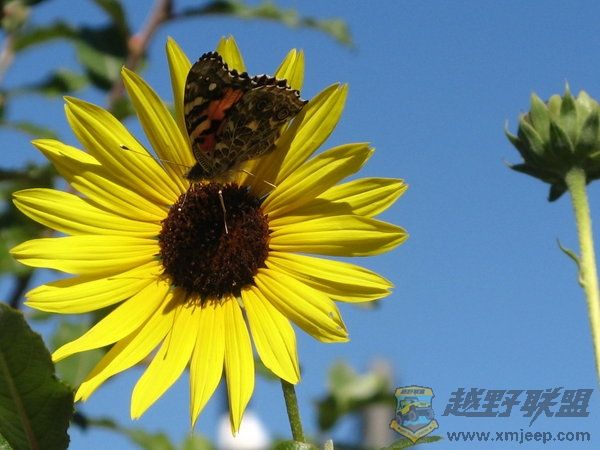 Black_Eyed_Susan_by_german_popsicle.jpg