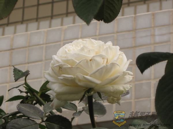 IMG_6376.jpg