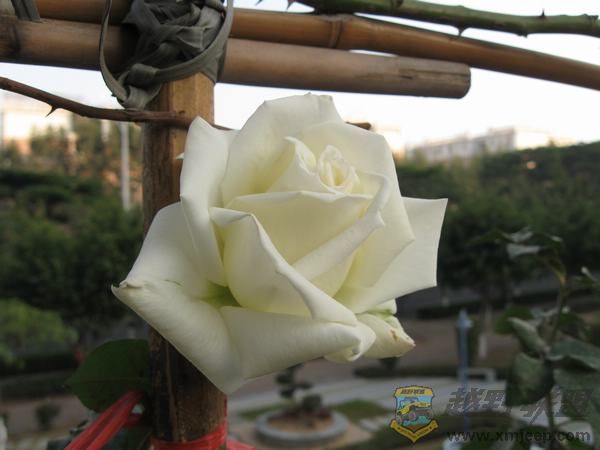 IMG_6394.jpg