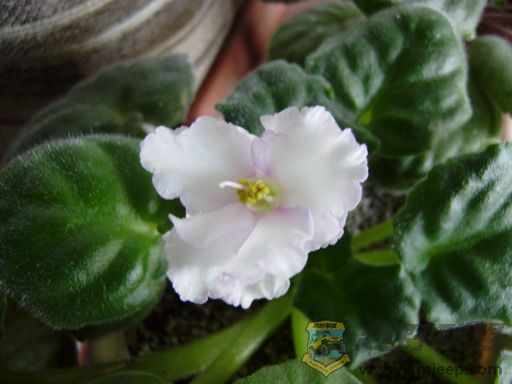 P1030009_resize.JPG