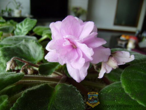 P1030011_resize.JPG