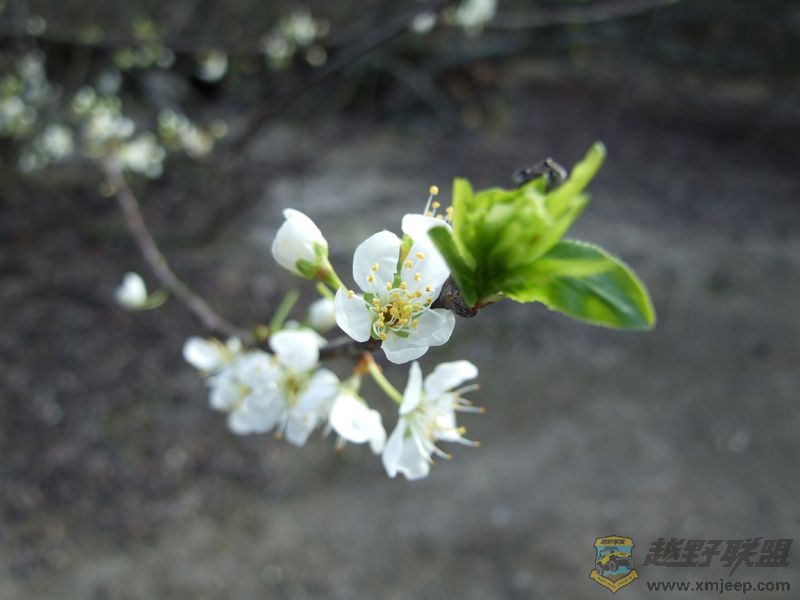 DSCF0373A.jpg
