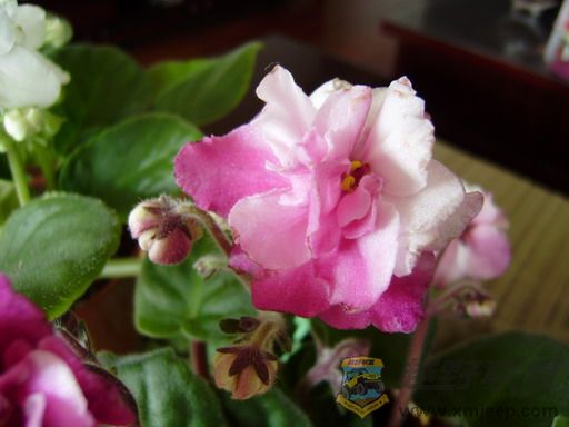 P1100076_resize.JPG