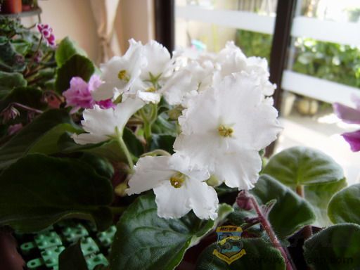 P1100080_resize.JPG
