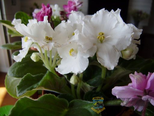 P1100081_resize.JPG