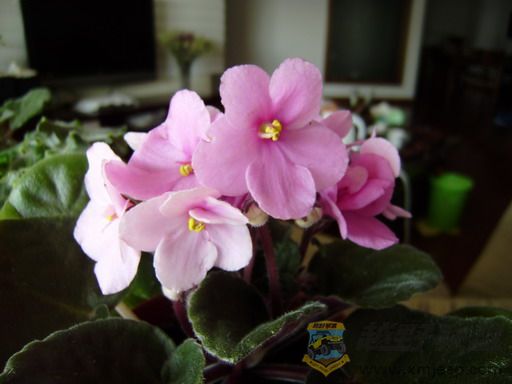 P1100084_resize.JPG