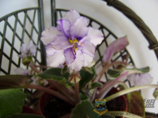 P1100086_resize.JPG