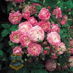 Flora.jpg