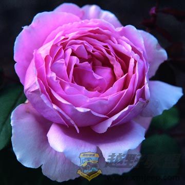 Lilac Rose.jpg