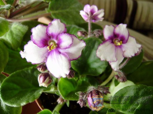 P1130120_resize.JPG