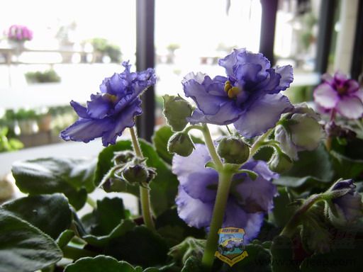 P1130117_resize.JPG