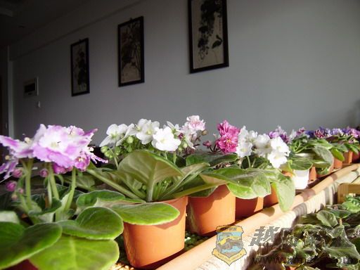P1210033_resize.JPG