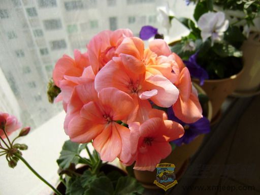 P1190002_resize.JPG