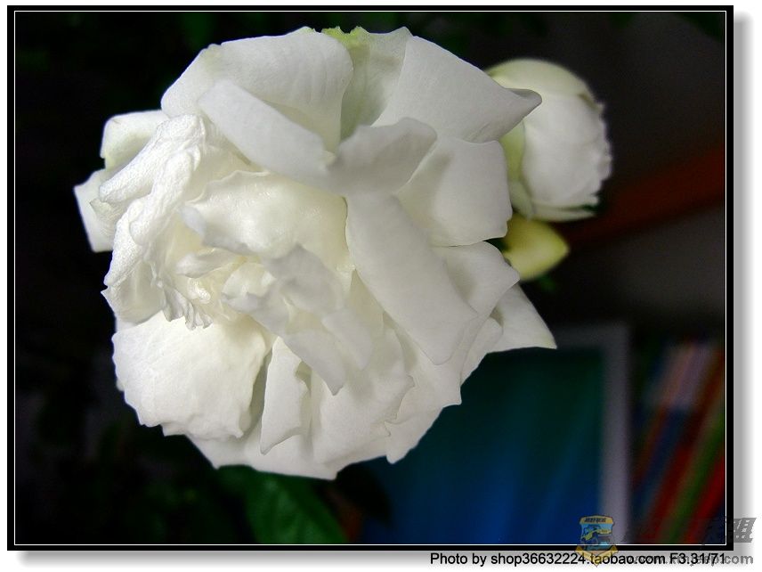 DSCF1038.JPG