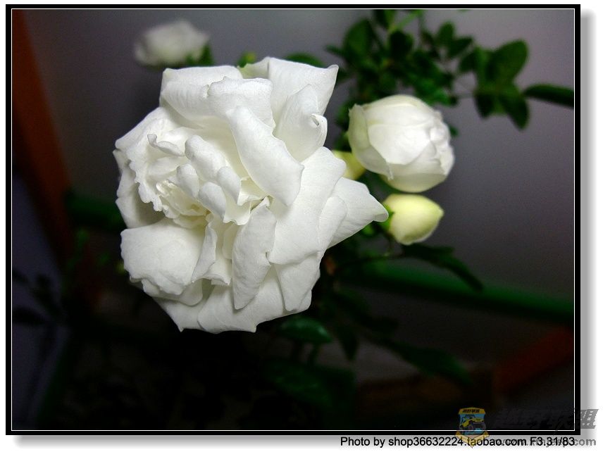DSCF1039.JPG