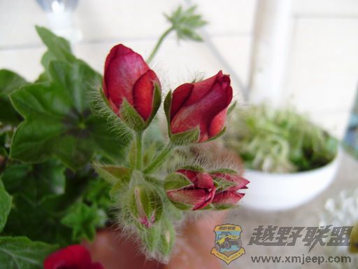P2080025_resize.JPG