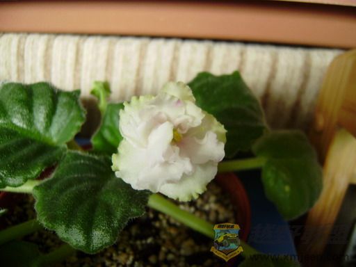 P1230060_resize.JPG